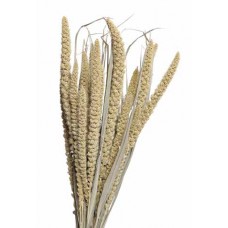 SPRAY MILLET 28" Natural- OUT OF STOCK